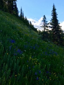 The wildflowers are in full bloom a month earlier than normal.