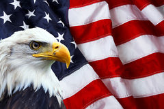 north-american-bald-eagle-american-flag-background-49007174.jpg